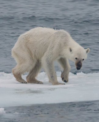 Einsamer Eisbär nahe Spitzbergen